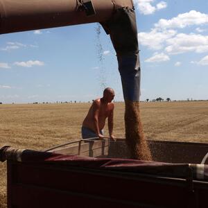 Ein Bauer inspiziert seine Weizen-Ernte auf einem Feld in der ukrainischen Region Mykolaijw.