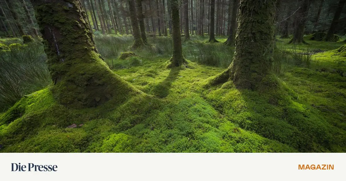 Was-kann-der-Wald-premium-