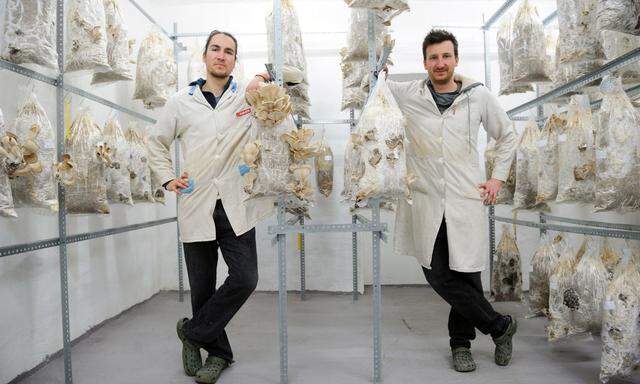 Florian Hofer (l.) und Manuel Bornbaum haben mit Hut & Stiel eine Pilzproduktion in einem Wiener Keller aufgebaut. Ein Nachbar, Peter Hiel, verarbeitet die Austernseitlinge zu Pestos.