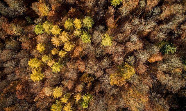 Herbst-Wald