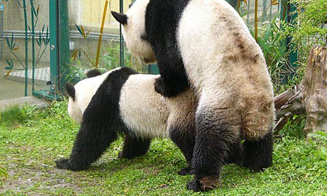 Internationaler Roter Panda Tag – Tiergarten Schönbrunn