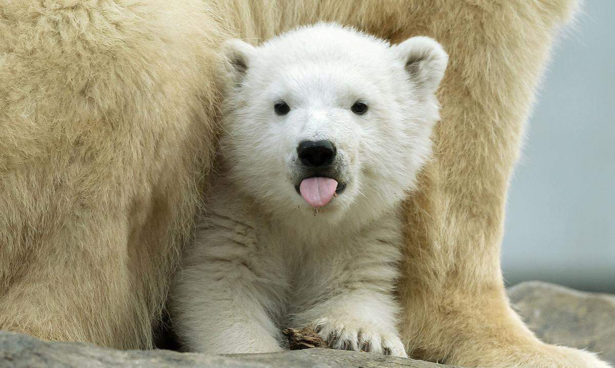 27. Februar. 20.964 Namen sind für den Eisbären-Nachwuchs im Wiener Tiergarten Schönbrunn vorgeschlagen worden. Geworden ist es eine "Finja", was "die Weiße und Schöne" bedeutet, gab der Zoo am Welteisbärentag bekannt. Die Namensvorschläge kamen nicht nur aus ganz Österreich, sondern auch von weiter her, etwa aus Deutschland, Japan, Estland und den USA. "Wir haben uns für 'Finja' entschieden, weil der Name einen schönen Klang hat und gut zu den Namen der Eltern 'Nora' und 'Ranzo' passt", sagte Tierpflegerin Alessa Esau.