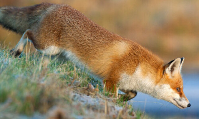 Füchse bekommen von Schadstoffen besonders viel ab.