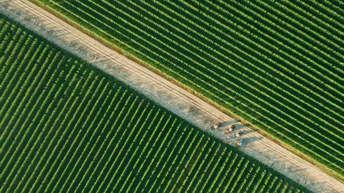 Eine Straße führt durch die grünen Apfelbaumplantagen in der Region Winnyzja in der Ukraine.