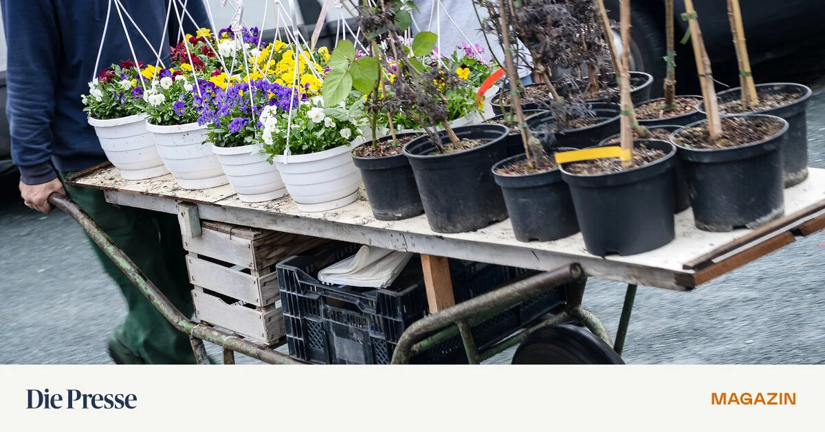 Diese-Tomate-wirft-tolle-Renditen-ab-Tipps-vom-Gartenkapitalisten-premium-