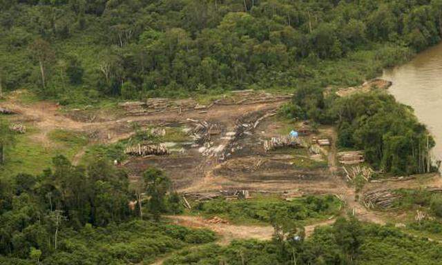 Illegale Rodung im Amazonas-Regenwald
