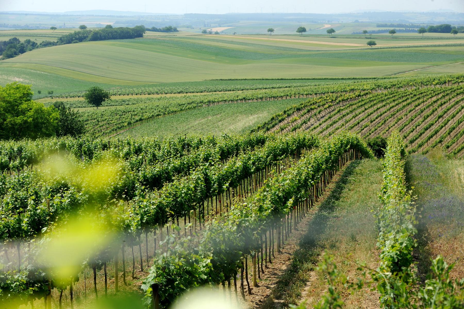 The region at Neusiedler See should also deliver vegetables at drought – Diepresse.com