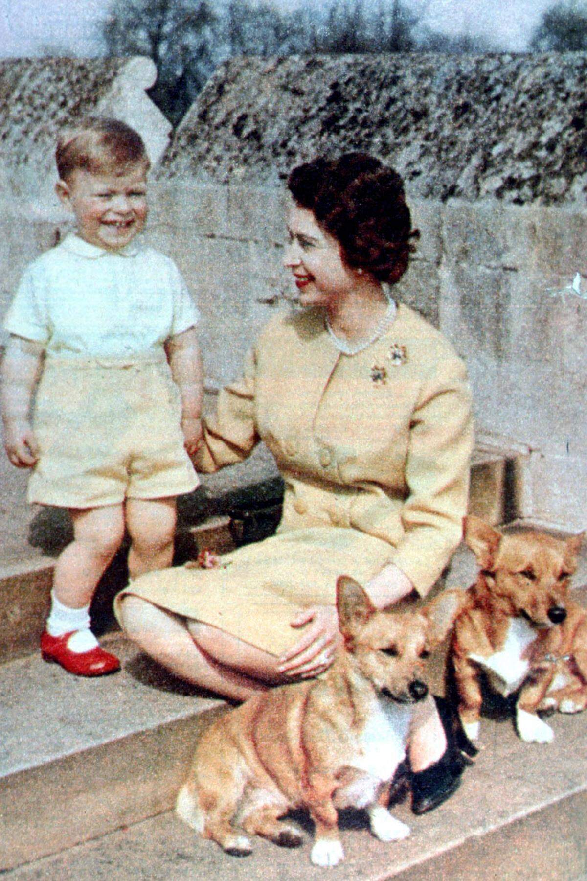 Aktuell zählen zum Rudel der britischen Monarchin drei Hunde, der Corgi "Willow" und die zwei Dorgis "Vulcan" und "Candy". In den frühen 1980er-Jahren tobten bis zu dreizehn Corgis gleichzeitig im königlichen Haushalt - von Prinz Philip liebevoll "the moving carpet" ("der sich bewegende Teppich") genannt, wie das "Country Life"-Magazin zu berichten weiß. Queen Elizabeth und Prinz Andrew mit zwei Hofhunden, 1962.