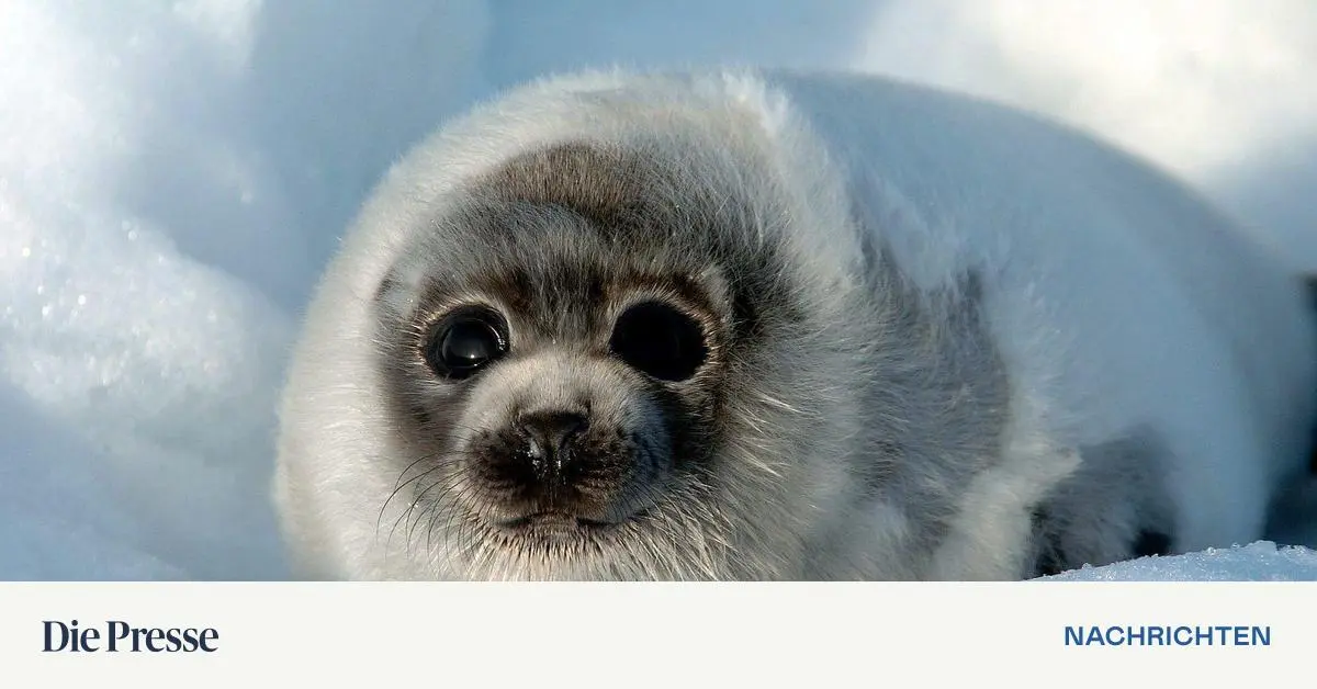 Robbenbaby-spaziert-in-Pub-Mit-Lachs-zur-ck-in-die-Freiheit-gelockt