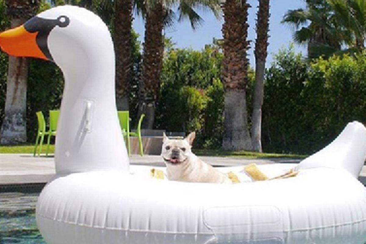 Wo ist mein Cocktail? Diese Bulldogge spannt am Pool aus - der Riesen-Gummi-Schwan darf dabei nicht fehlen.