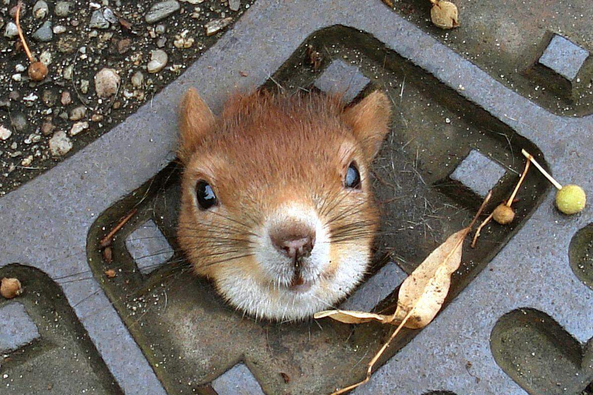 In der Nähe von Hannover in Deutschland steckte Anfang August ein Eichhörnchen in einem Kanaldeckel fest. Polizisten versuchten zunächst, den Kopf des Tieres durch den Deckel zu drücken. Sogar unter Einsatz von Olivenöl konnte das Tier vorerst nicht befreit werden. Erst als ein Beamter dem Tier händisch die Ohren anlegte, flutschte es aus dem "Gefängnis".