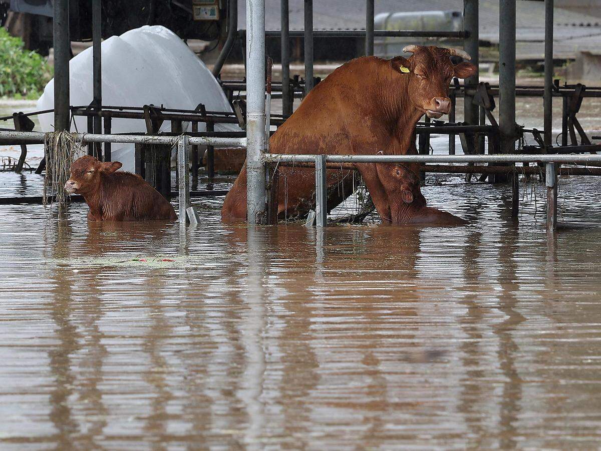 10. August. Kühe in den Wassermassen, die Taifun Khanun in Daegu, Südkorea, an Land gebracht hat.