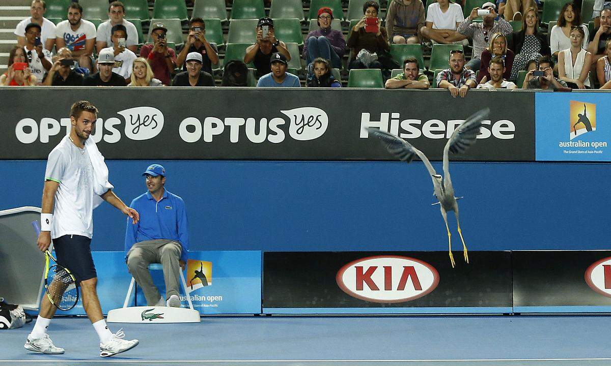 Dieses Flugtier hat sich hingegen unabsichtlich zu den Australian Open nach Melbourne verirrt, der Serbe Victor Troicki nahm es gelassen.