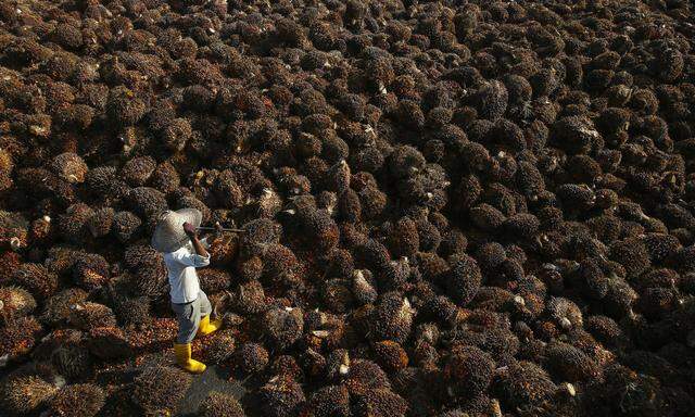 Palmöl steht in der Kritik, es geht um Regenwälder und Orang-Utans. Aber gibt es ökologisch sinnvolle Alternativen?