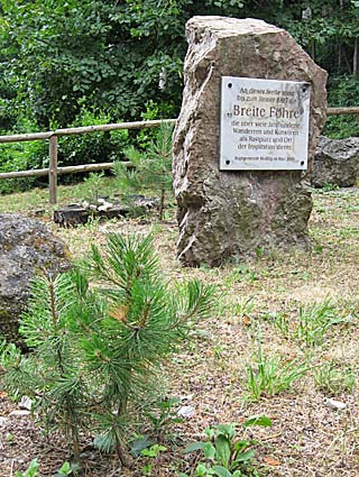 ... und auf der Anningerstraße weiter Richtung Breite Föhre. Wer einen imposanten Nadelbaum erwartet, wird enttäuscht, denn die originale Breite Föhre musste im Jänner 1997 abgetragen werden. Nur ein paar Bäumchen und ein Steinblock erinnern an den historischen Rastplatz.Von der Breiten Föhre schlägt man den Weg Richtung Anninger Schutzhaus ein, wo schon bald die nächste Abzweigung für einen lohnenden Umweg (etwa 1,5 Stunden) kommt.