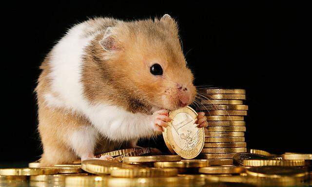 Maus knabbert an einem Euro