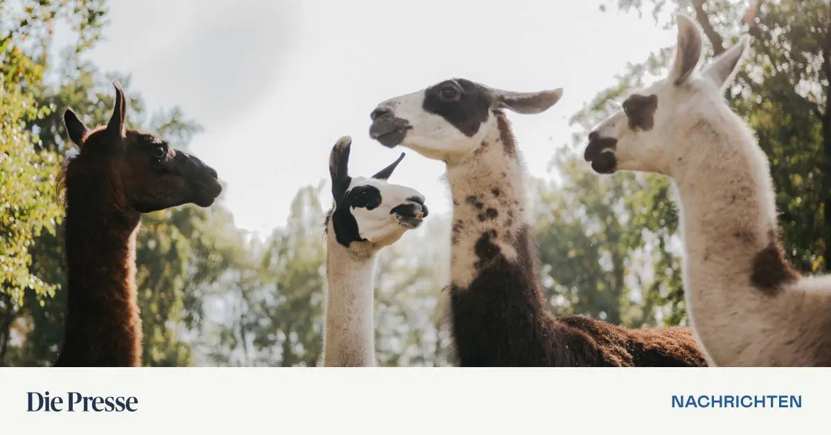 Lamas-als-neue-Geheimwaffe-der-Pharmaindustrie-im-Kampf-gegen-Krebs-premium-