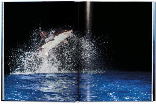 Der nächtliche Sprung eines Weißen Haies gehört wohl zu den außergewöhnlichsten Bildern Mullers.