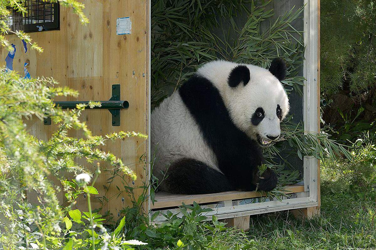 26. September.  In der Nacht vom 6. auf den 7. November startet die Reise des Schönbrunner Pandas Fu Hu nach China. Um ihn darauf vorzubereiten, machen ihn seine Pfleger bereits mit der Transportkiste vertraut. "Teile der Bambusrationen werden nun regelmäßig in der Kiste angeboten. Ziel ist es, dass er sich darin wohlfühlt", erklärte Panda-Pflegerin Renate Haider. Video: Fu Hu - Vorbereitungen für China-Reise 