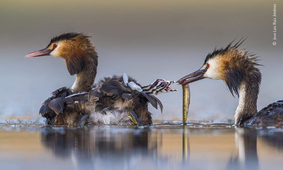 Nach mehreren Stunden im Wasser der Lagune bei Brozas in Westspanien gelang José Luis Ruiz dieses Foto einer Haubentaucher-Familie.