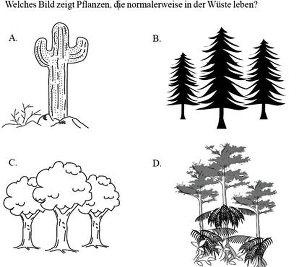 6. Welches Bild zeigt Pflanzen, die normalerweise in der Wüste leben?