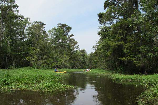 Der Schutz von New Orleans vor der nächsten Sturmkatastrophe beginnt Dutzende Kilometer außerhalb der Stadt, zum Beispiel an Orten wie dem Blind River. Er ist Teil der rasant schwindenden Feuchtgebiete der Golfküste, deren Zypressenwälder seit Urzeiten als Barrieren gegen Hurrikans dienen.