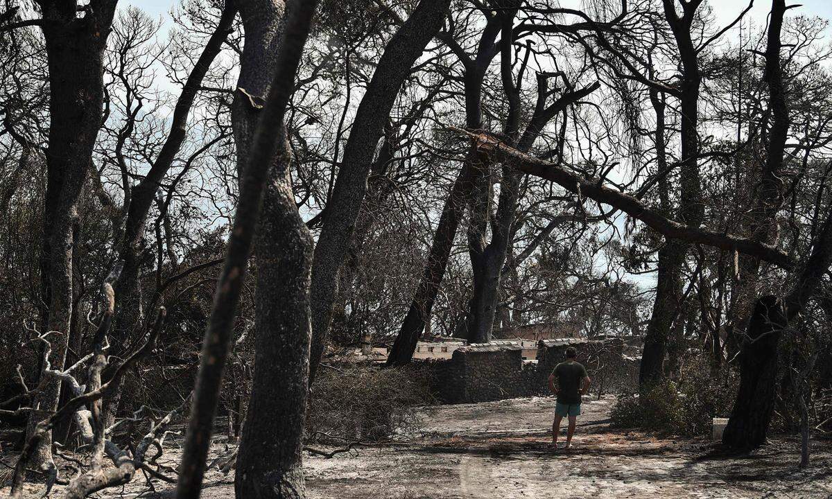 Fünf Dörfer in der Nähe der Stadt Patras mussten evakuiert werden. Im Bild: Verbrannte Bäume in Labiri, östlich von Patras.