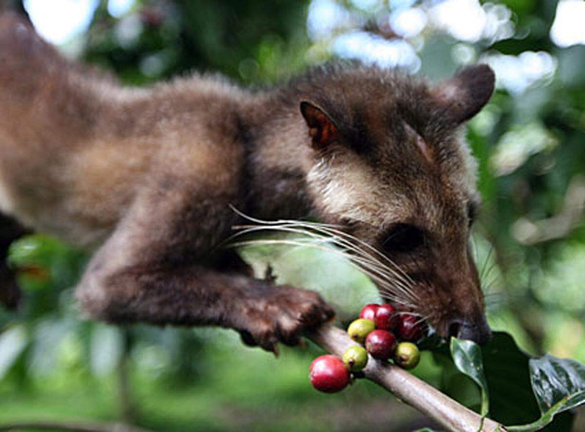 Zibetkatzen, eine Gattung der Schleichkatzen, lebten seit jeher in den Baumwipfeln von Kaffeeplantagen in ganz Südostasien. Als Nahrung suchten sich die wählerischen Tiere stets die besten und reifsten Bohnen aus.