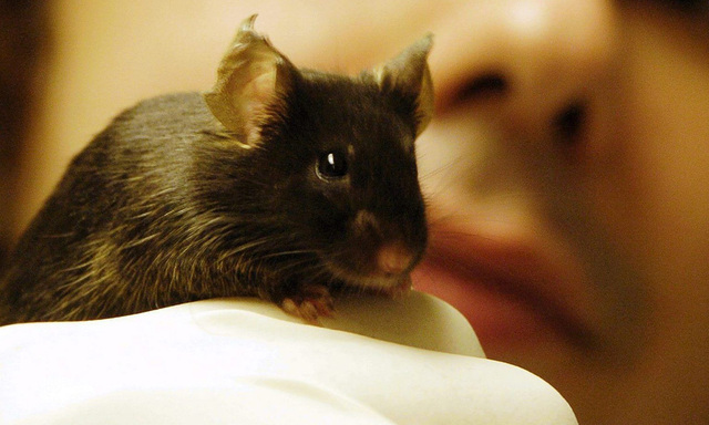 Tierversuch, Maus