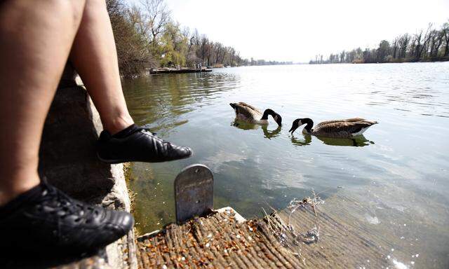 Besonders bei Badegewässern der Donau wird kontrolliert, welcher Herkunft fäkale Verunreinigungen sind.