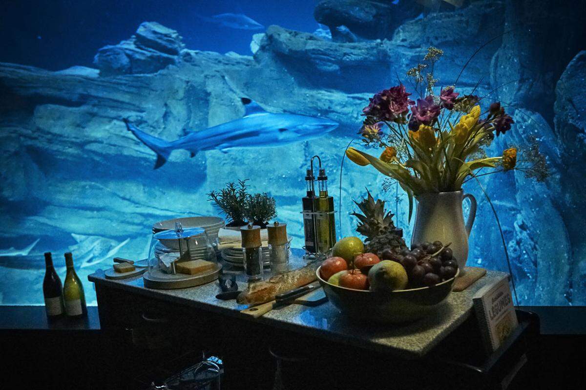 Neben einem intimen Abendessen erhalten die Gäste von einem Meeresbiologen exklusive Einsichten in die Welt der Haie und eine Führung durch das Aquarium de Paris. Dabei wird näher auf die Wichtigkeit der Haie für das Ökosystem der Meere eingegangen.