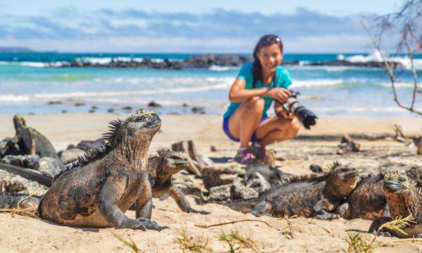 Die Meeresechsen, die Charles Darwin „Kobolde der Dunkelheit“ nannte, gibt es nur auf Galapagos.