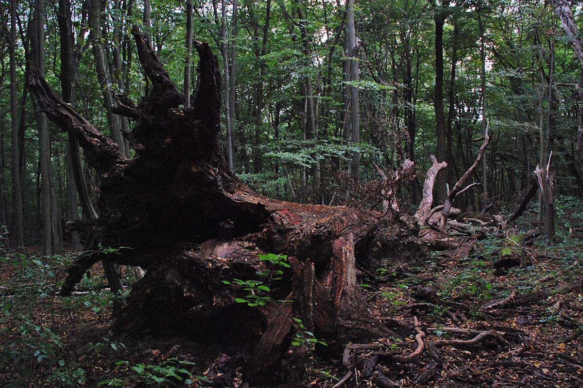 Diese Eiche ist erst vor wenigen Wochen umgestürzt. Zufällig war eine geführte Besuchergruppe Augenzeuge, als der Baum bei Windstille ohne Voranzeichen zu Boden ging.