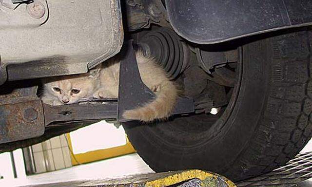 Katze in Motorraum
