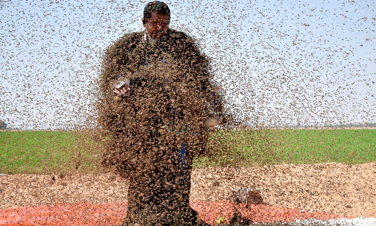 11. September. Für viele Leute ist das wohl nicht geheuer: Ein Saudiaraber posiert inmitten eines Bienenschwarms für ein Foto.