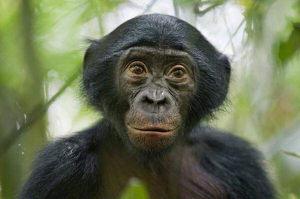 Christian Ziegler, Deutschland, für National Geographic Magazin 25. Jänner 2011, Kongo: Dieser fünfjährige Bonobo oder Zwergschimpanse ist der neugierigste seiner Herde. Er lebt im Kokolopori Bonobo Reservat.