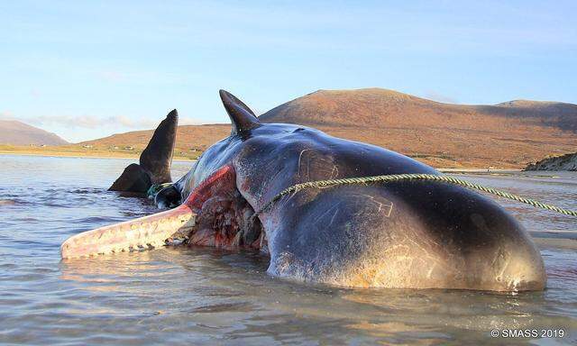 "Scottish Marine Animal Stranding Scheme" analysierte den Mageninhalt dieses toten Pottwals auf der Isle of Harris.