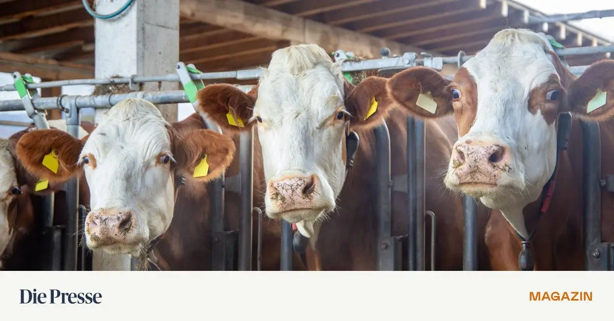 Burgenland-verlor-Kampf-f-r-Rindergleichheit-premium-