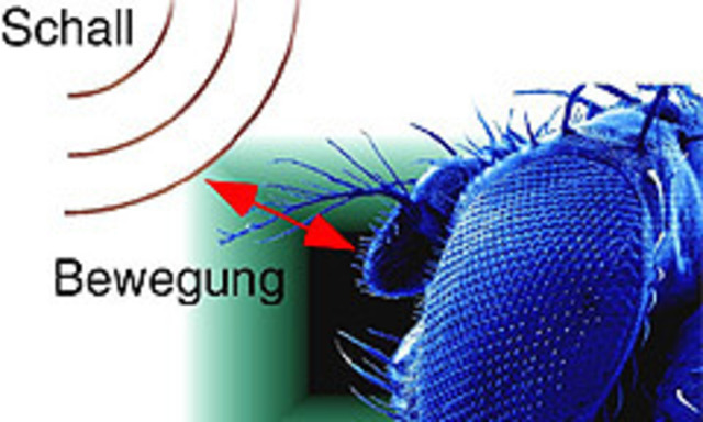 Bei der Fruchtfliege ist es im Prinzip wie bei uns, nur einfacher, deshalb dient sie als Modell.  