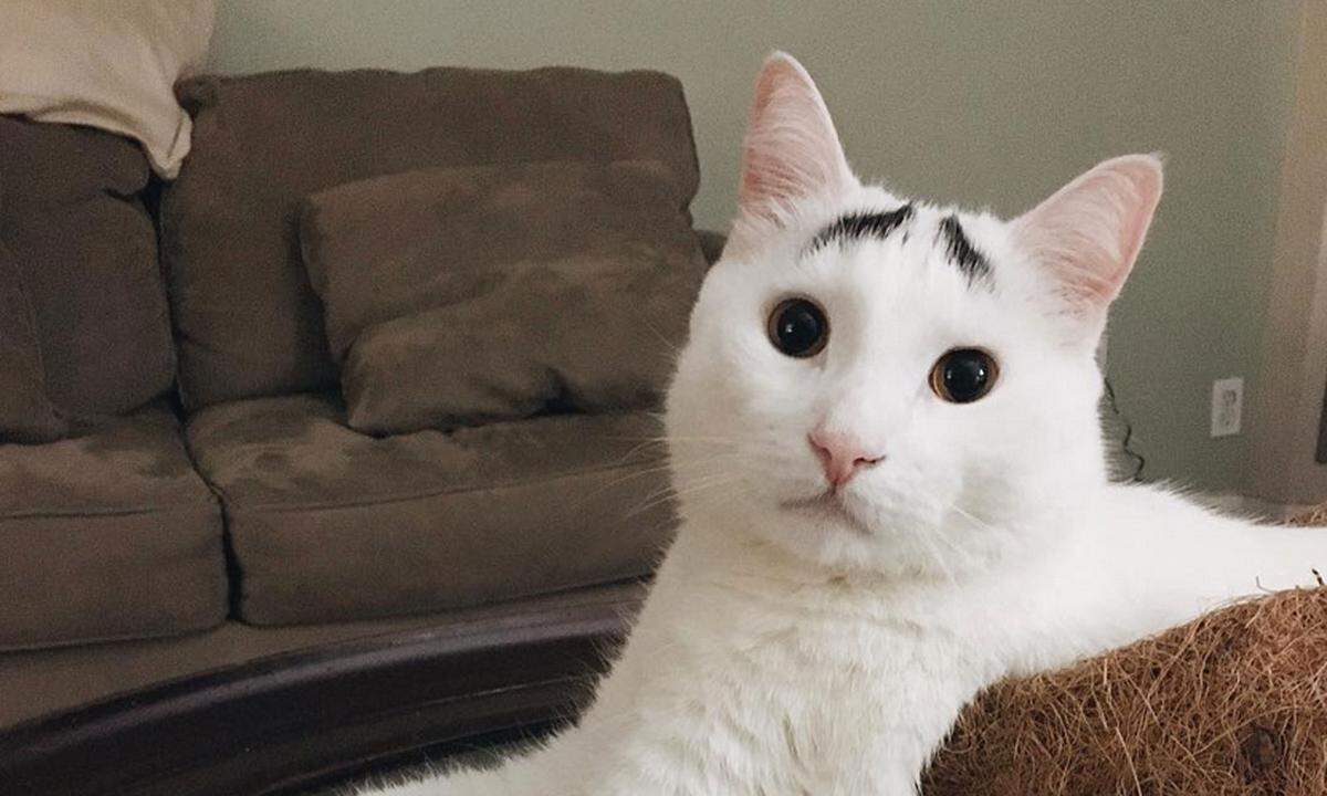 Sam, die Katze mit den Augenbrauen ist ein waschechter New Yorker Instagram-Held.