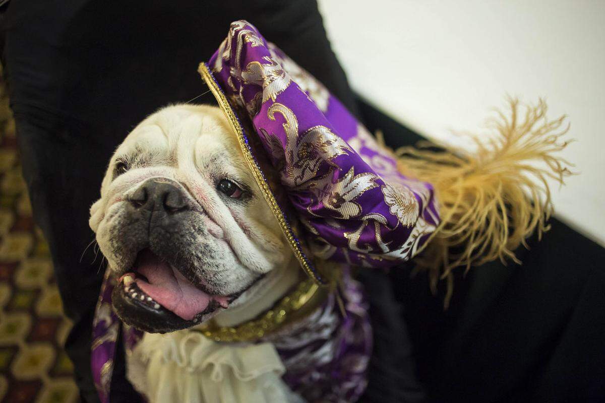 Wenig begeistert zeigt sich diese Bulldogge von ihrem Aufzug.