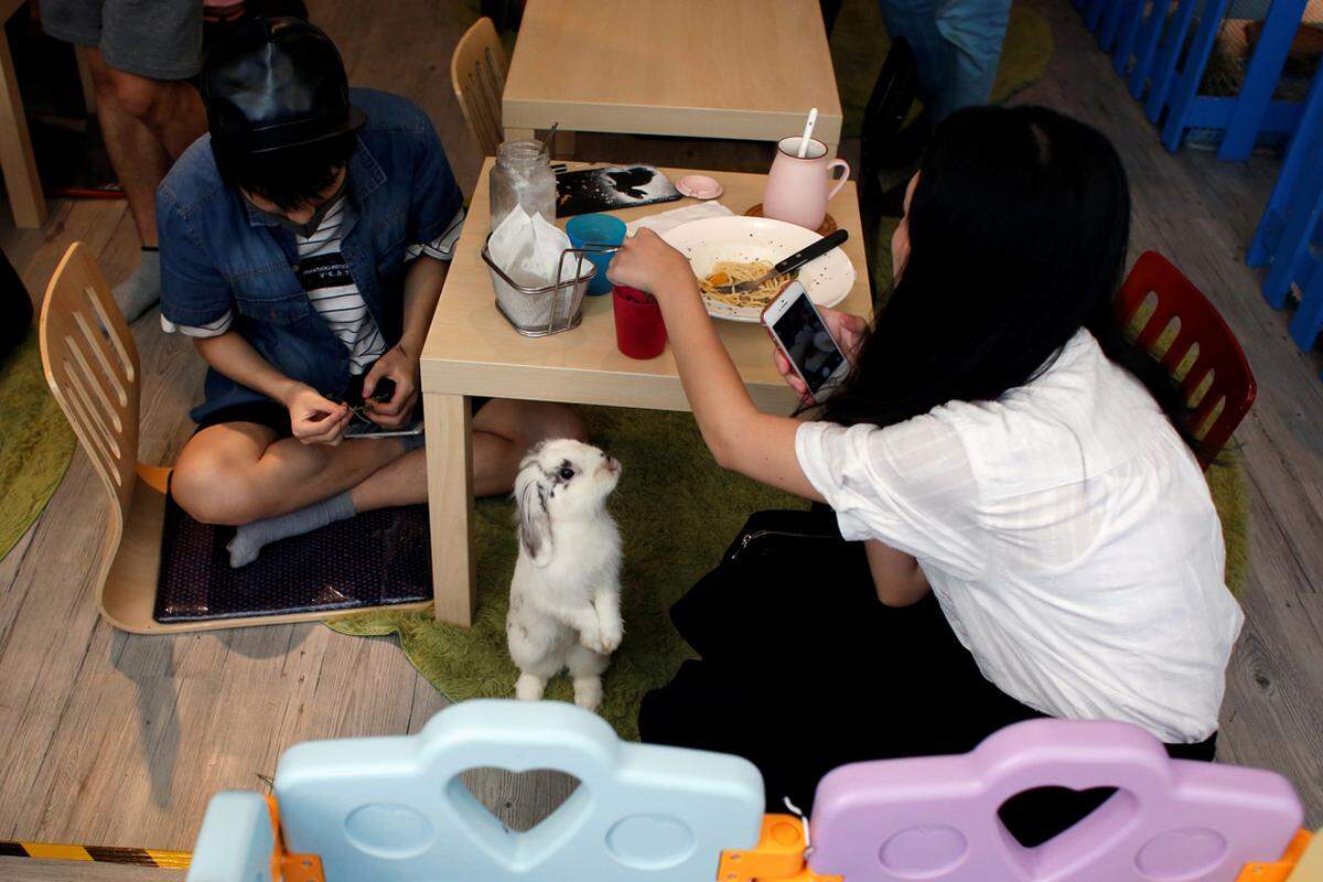 Tierische Cafés sind in Japan nichts Neues und erfreuen sich auch in China immer größerer Beliebtheit. Nach einigen Katzen-Cafés hat in Hongkong jetzt ein Karnickel-Café eröffnet.