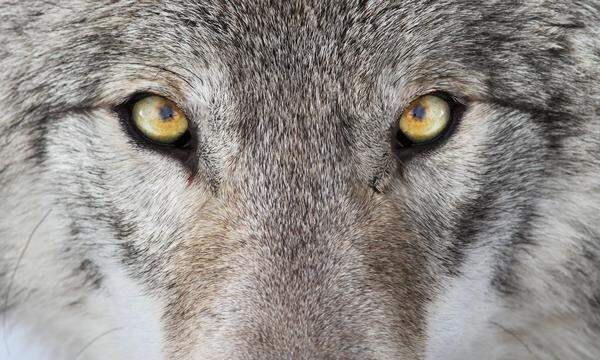 Wölfe sind vom Aussterben bedroht, deshalb wurden sie bisher in der EU streng geschützt. 