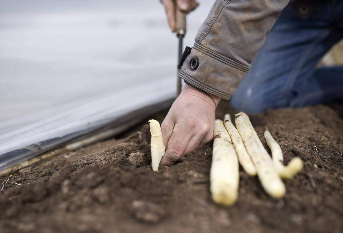 Spargel ist eine einkeimblättrige Staude, die traditionell zur sehr umfangreichen Familie der Liliengewächse gehörte, mittlerweile zählt man ihn zu den Spargelgewächsen. Die Gattung Aspáragus umfasst etwa 300 Arten, von denen über 100 in den an das Mittelmeer grenzenden Ländern und die übrigen in Asien verbreitet sind.