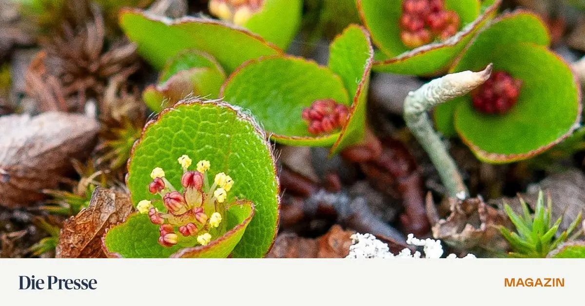 Mini-Schwammerl-im-Hochgebirge-fu-en-auf-riesiger-Vielfalt-premium-