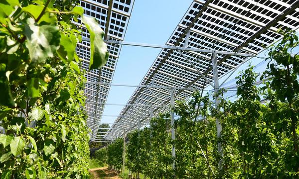 Photovoltaik-Paneele über Obstkulturen 