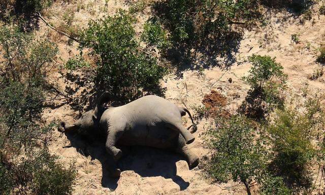 Bilder wie diese von toten Elefanten im Okavango-Delta in Botswana gingen um die Welt. Nun haben Wissenschaftler eine mögliche Ursache erforscht.