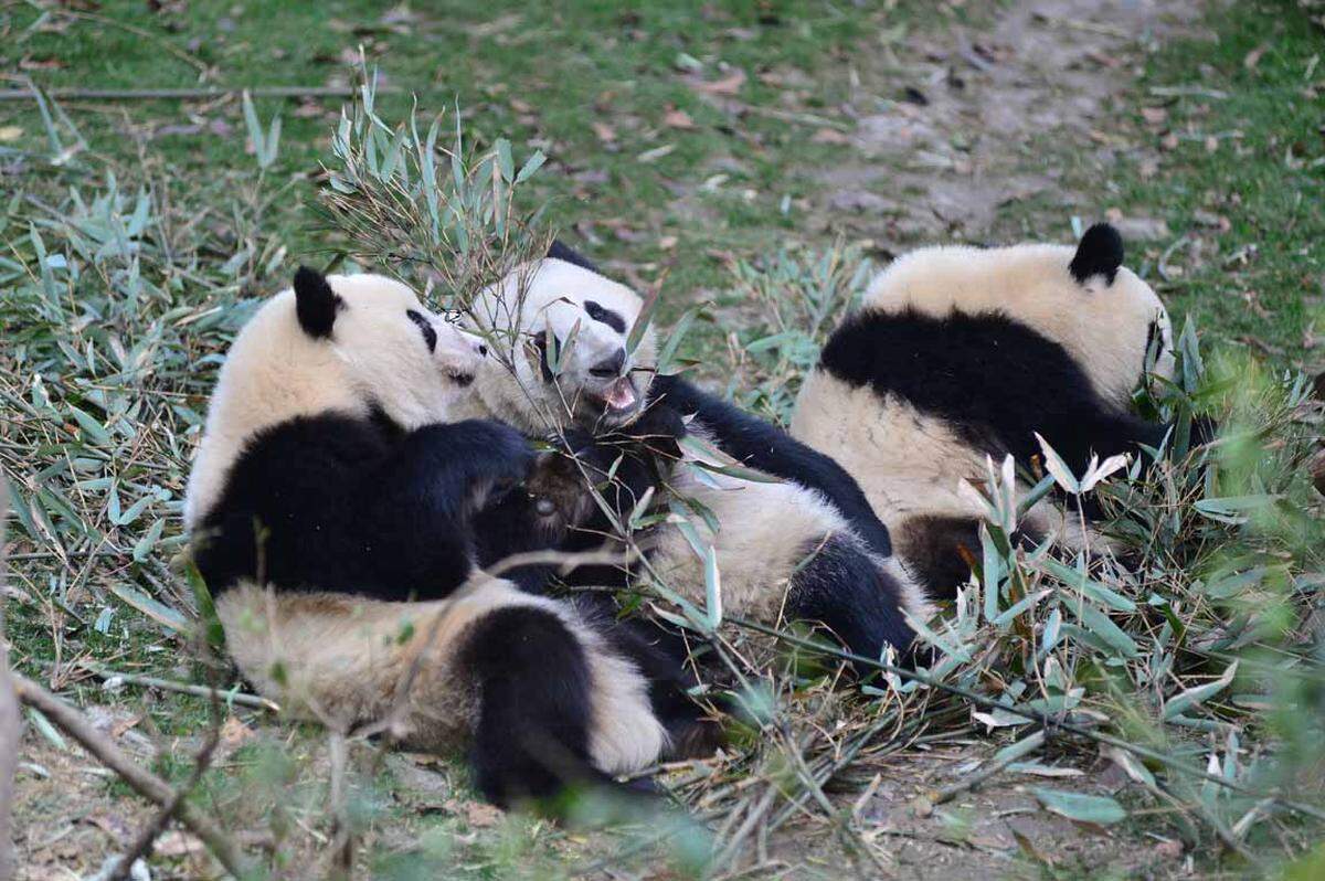Das Laoxiancheng National Nature Reserve in Shaanxi in dem Qinling-Gebirge beheimatet ein ökotouristisches Projekt, das geführte Wanderungen in den Bambuswald anbietet. Dort sind die Chancen, einen Großen Panda zu sehen, ziemlich groß. Die beste Zeit für einen Besuch ist von Mai bis September.