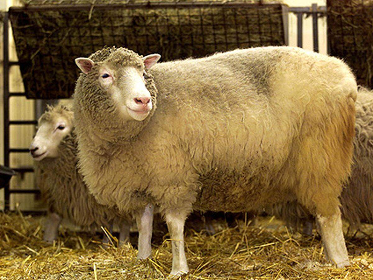 Im April 1998 wird auch Dolly erstmals Mutter: Sie bringt ihre Tochter Bonnie auf die Welt. Nach der normalen Geburt seien beide Tiere wohlauf, meldete das Institut. Der Vater sei ein walisischer Bergbock. In den folgenden Jahren stellt sich weiterer Nachwuchs ein, darunter im März 1999 Drillinge.