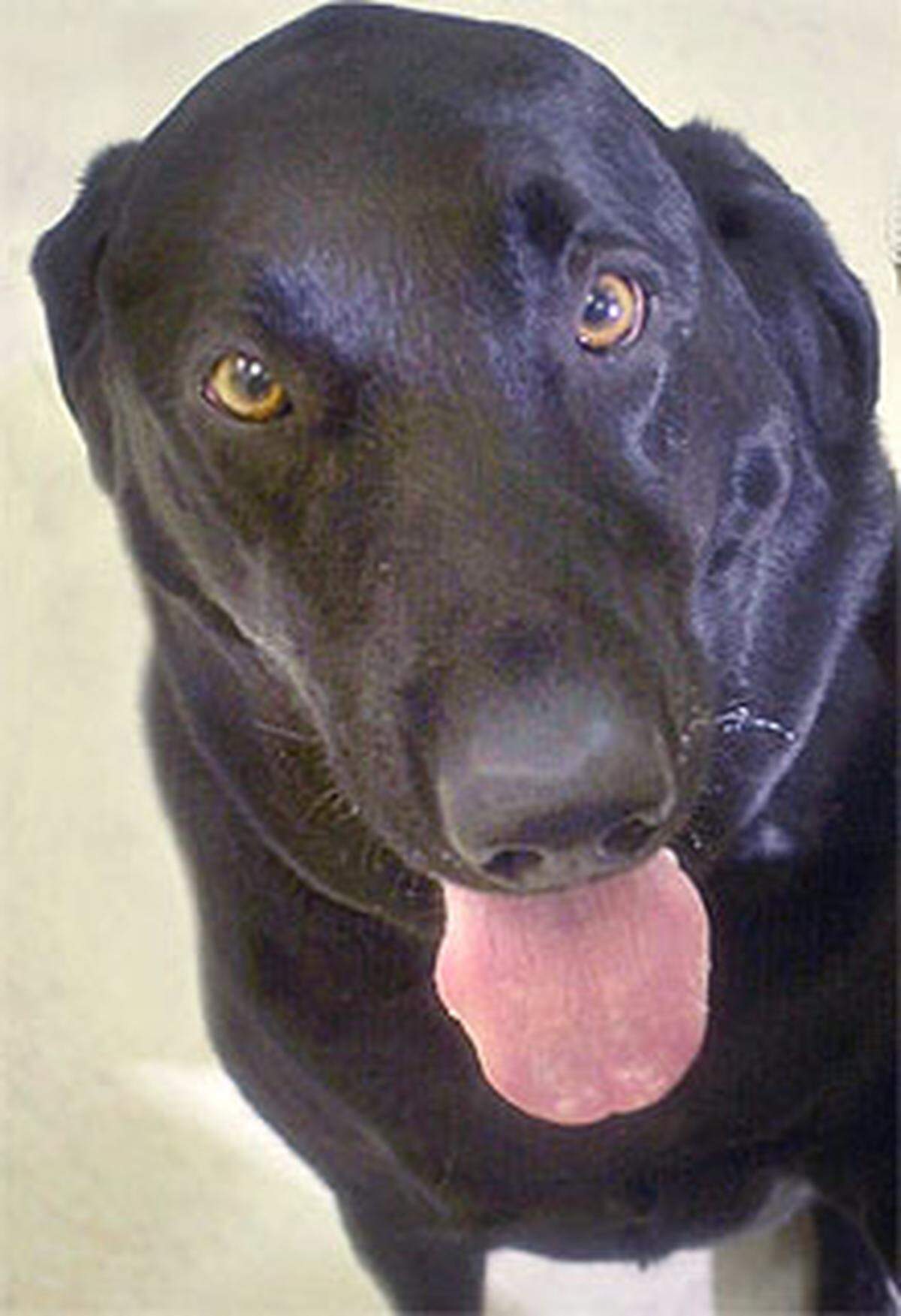 Elsners Hund, ein Labrador, musste laut Flöttl während des Flugs mal kurz "äußerln", die dafür notwendige Zwischenlandung auf den Azoren habe 10.000 Dollar gekostet, so Flöttl.